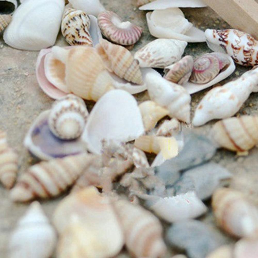 40PCS Mixed Ocean Sea shells