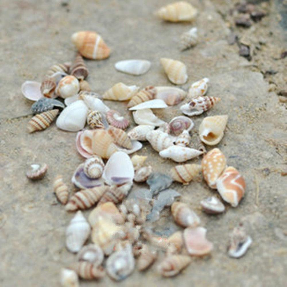 40PCS Mixed Ocean Sea shells