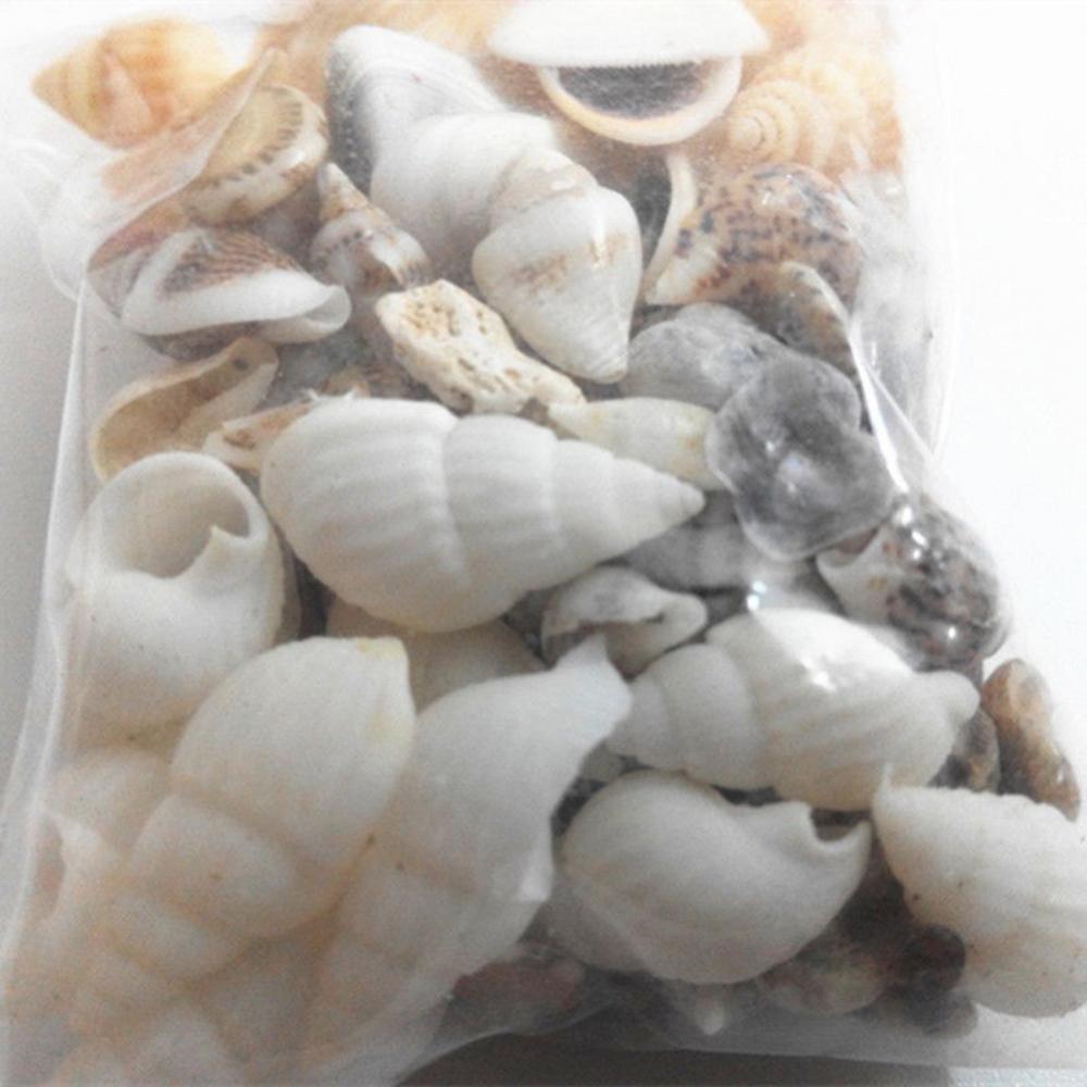 40PCS Mixed Ocean Sea shells